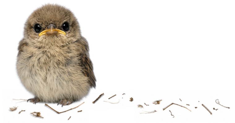 house finch