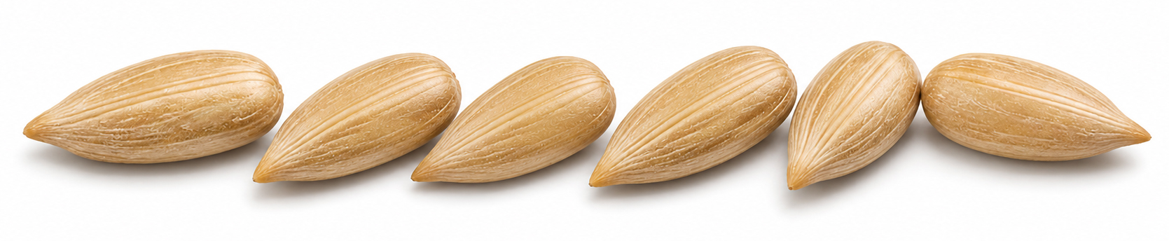 sunflower seeds image