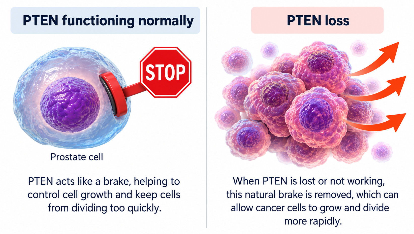 PTEN Function and Loss Comparison